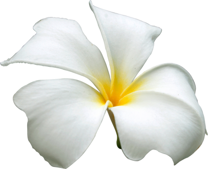 Tropical Frangipani Flower