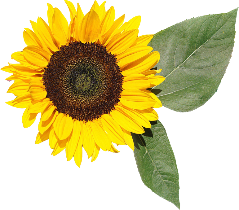 Sunflower and Leaves Cutout